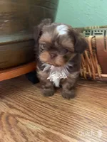 Saki - on hold, a female Shih Tzu for sale in Lebanon, MO – Photo 7 of 9