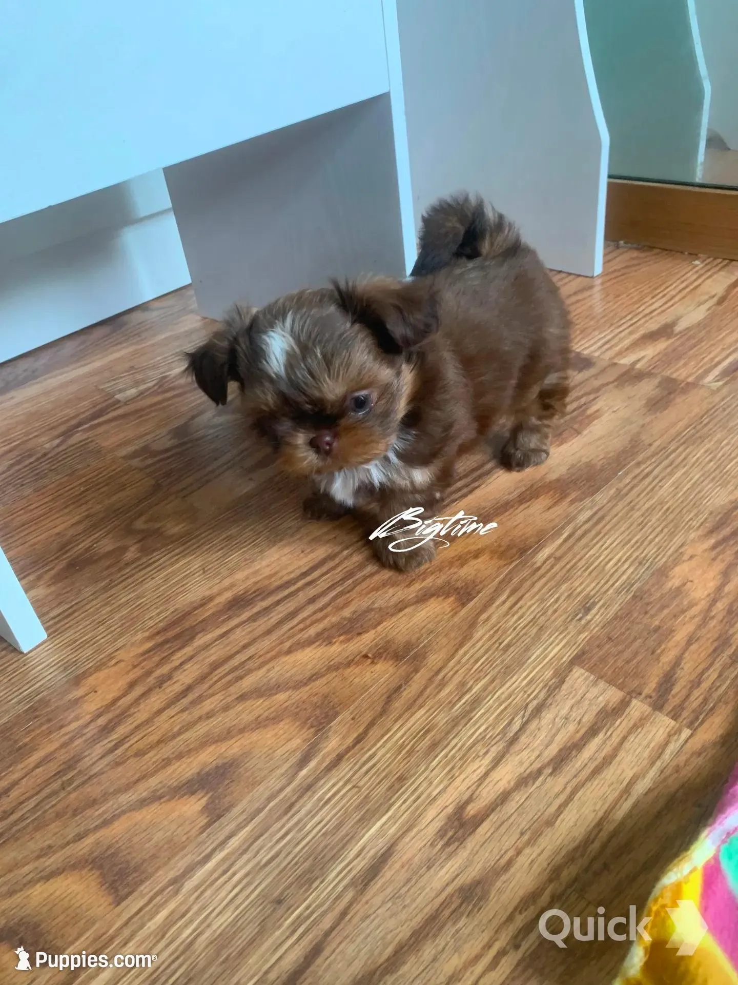 Saki – Shih Tzu puppy for sale in Lebanon, MO