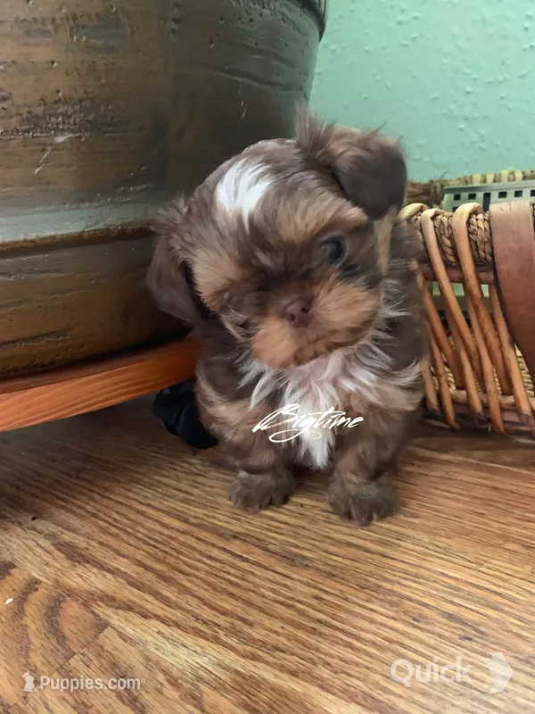 Saki – Shih Tzu puppy for sale in Lebanon, MO