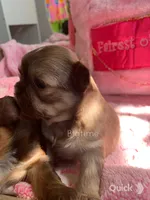 Sushi, a female Shih Tzu for sale in Lebanon, MO – Photo 8 of 9