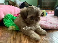Sushi - on hold, a female Shih Tzu for sale in Lebanon, MO – Photo 8 of 10