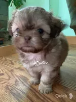 Sushi - on hold, a female Shih Tzu for sale in Lebanon, MO – Photo 6 of 10