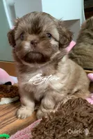 Sushi - on hold, a female Shih Tzu for sale in Lebanon, MO – Photo 3 of 10