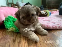 Sushi - on hold, a female Shih Tzu for sale in Lebanon, MO – Photo 7 of 10