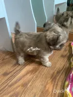 Sushi - on hold, a female Shih Tzu for sale in Lebanon, MO – Photo 2 of 10