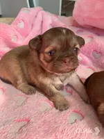 Sushi, a female Shih Tzu for sale in Lebanon, MO – Photo 7 of 9