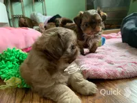 Sushi - on hold, a female Shih Tzu for sale in Lebanon, MO – Photo 4 of 10