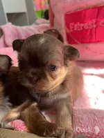 Sushi, a female Shih Tzu for sale in Lebanon, MO – Photo 5 of 9