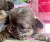 Sushi, a female Shih Tzu for sale in Lebanon, MO – Photo 4 of 9