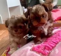 Sushi - on hold, a female Shih Tzu for sale in Lebanon, MO – Photo 5 of 10