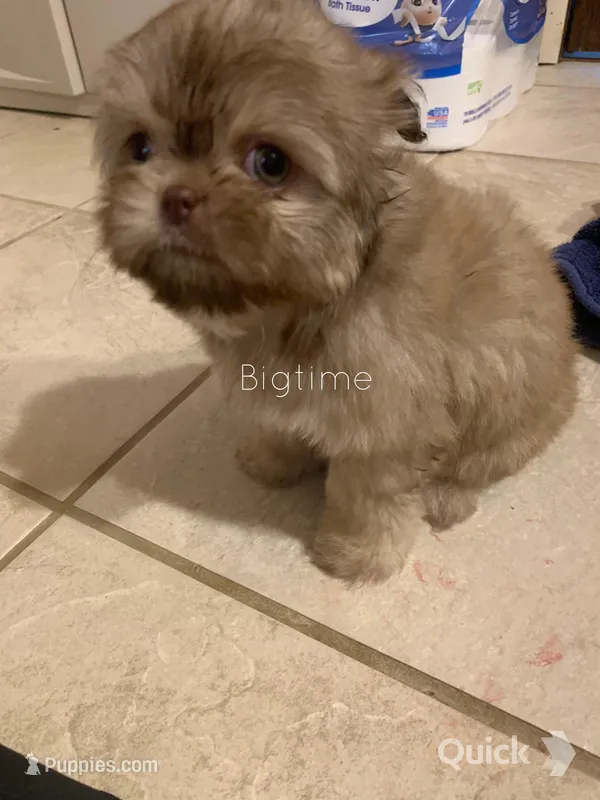 Sushi – Shih Tzu puppy for sale in Lebanon, MO