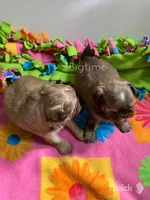 Sushi, a female Shih Tzu for sale in Lebanon, MO – Photo 9 of 9