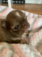 Stix, a male Shih Tzu for sale in Lebanon, MO – Photo 3 of 9