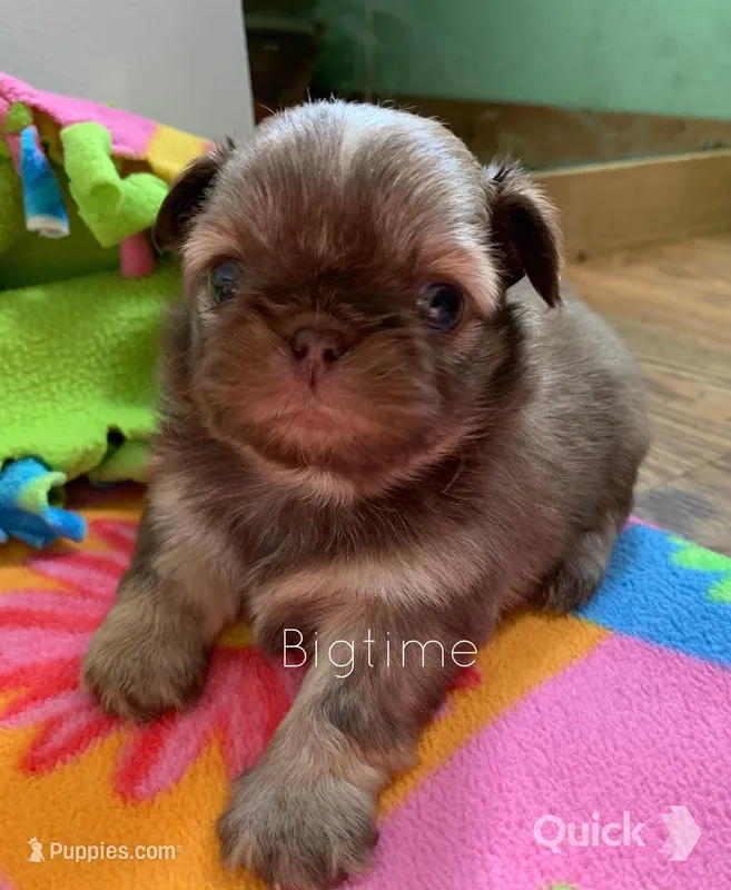 Stix – Shih Tzu puppy for sale in Lebanon, MO