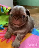 Stix, a male Shih Tzu for sale in Lebanon, MO – Photo 1 of 9