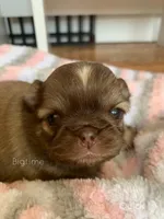 Stix, a male Shih Tzu for sale in Lebanon, MO – Photo 5 of 9