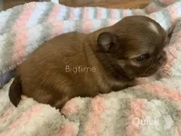 Stix, a male Shih Tzu for sale in Lebanon, MO – Photo 7 of 9