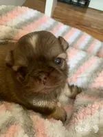 Stix, a male Shih Tzu for sale in Lebanon, MO – Photo 4 of 9