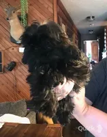 Stix, a male Shih Tzu for sale in Lebanon, MO – Photo 8 of 9