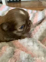 Stix, a male Shih Tzu for sale in Lebanon, MO – Photo 6 of 9