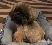 Stix, a male Shih Tzu for sale in Lebanon, MO – Photo 9 of 9