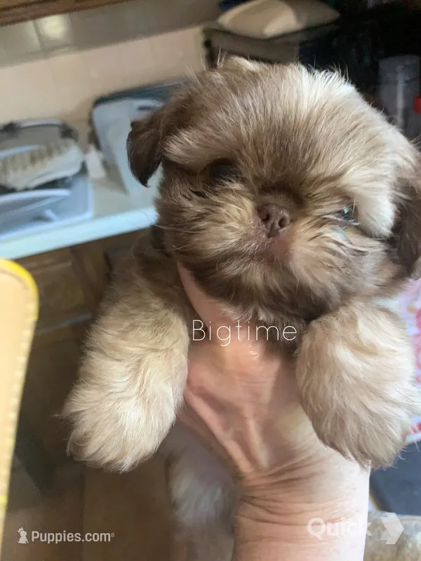 Stix – Shih Tzu puppy for sale in Lebanon, MO