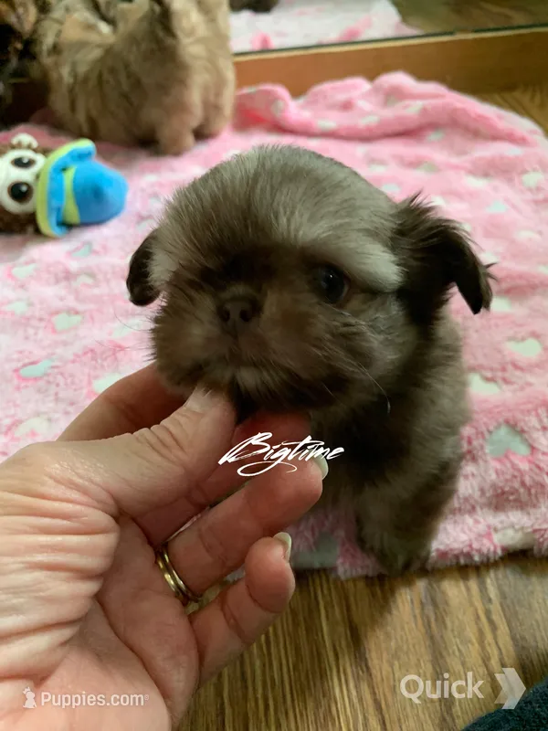Stix – Shih Tzu puppy for sale in Lebanon, MO