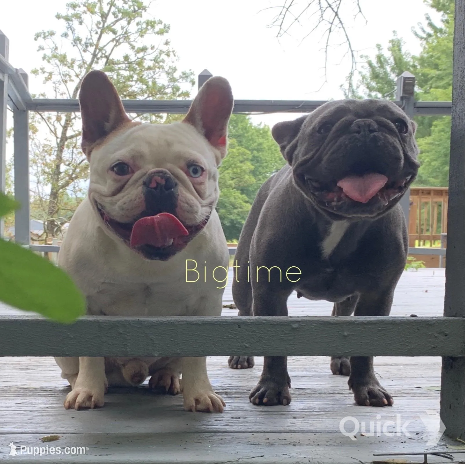 Fabian, a male French Bulldog for sale in Lebanon, MO – Photo 3 of 6