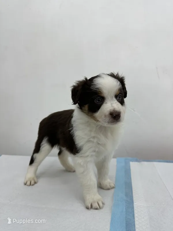 Australian Shepherd  – Australian Shepherd puppy for sale in San Bernardino, CA