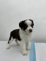Australian Shepherd , a female Australian Shepherd for sale in San Bernardino, CA – 1 of 2