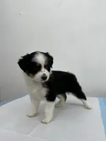 Australian Shepherd , a female Australian Shepherd for sale in San Bernardino, CA – 2 of 3