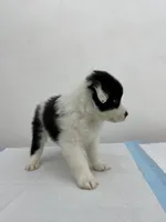 Australian Shepherd , a male Australian Shepherd for sale in San Bernardino, CA – 2 of 2