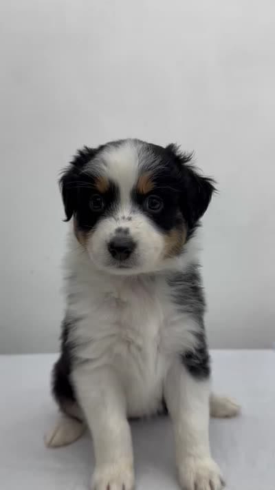 Australian Shepherd , a female Australian Shepherd for sale in San Bernardino, CA – 3 of 3