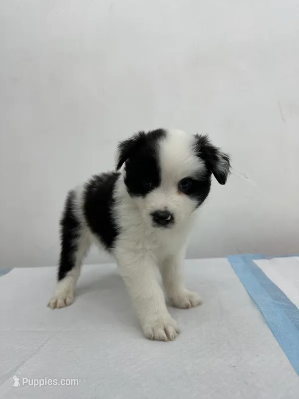 Australian Shepherd  – Australian Shepherd puppy for sale in San Bernardino, CA