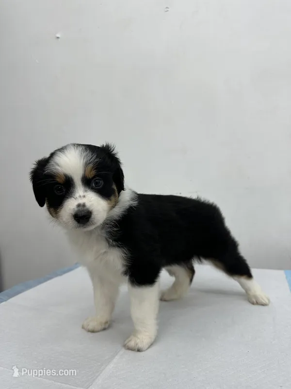 Australian Shepherd  – Australian Shepherd puppy for sale in San Bernardino, CA