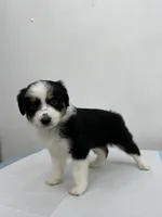 Australian Shepherd , a female Australian Shepherd for sale in San Bernardino, CA – 1 of 3