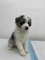 Australian Shepherd , a male Australian Shepherd for sale in San Bernardino, CA – 2 of 2