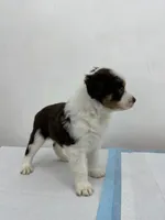 Australian Shepherd , a female Australian Shepherd for sale in San Bernardino, CA – 2 of 2