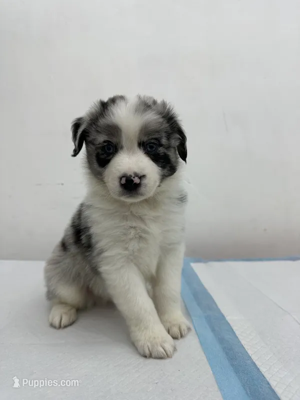 Australian Shepherd  – Australian Shepherd puppy for sale in San Bernardino, CA