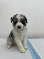 Australian Shepherd , a male Australian Shepherd for sale in San Bernardino, CA – 1 of 2