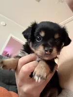 Coco, a female Chihuahua and Yorkshire Terrier for sale in Port Orange, FL – 2 of 4