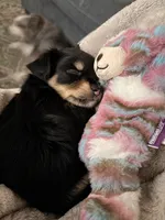 Coco, a female Chihuahua and Yorkshire Terrier for sale in Port Orange, FL – 4 of 4
