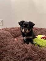 Coco, a female Chihuahua and Yorkshire Terrier for sale in Port Orange, FL – 1 of 4