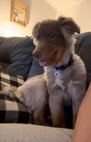 Cody, a male Miniature Australian Shepherd for sale in Port Orange, FL – 2 of 5