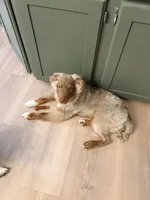 Cody, a male Miniature Australian Shepherd for sale in Port Orange, FL – 3 of 5