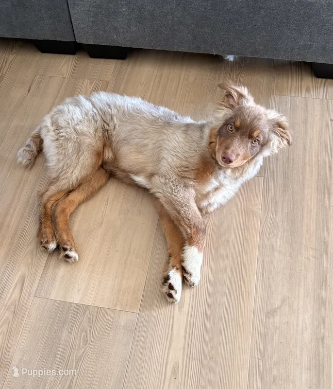 Cody, a male Miniature Australian Shepherd for sale in Port Orange, FL – 1 of 5