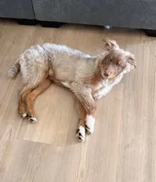 Cody, a male Miniature Australian Shepherd for sale in Port Orange, FL – 1 of 5