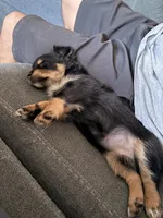Coco, a female Chihuahua and Yorkshire Terrier for sale in Port Orange, FL – 3 of 4