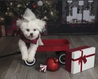 Theo, a male Maltese and Shih Tzu for sale in Canton, MI – 4 of 7
