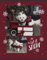 Theo, a male Maltese and Shih Tzu for sale in Canton, MI – 3 of 7
